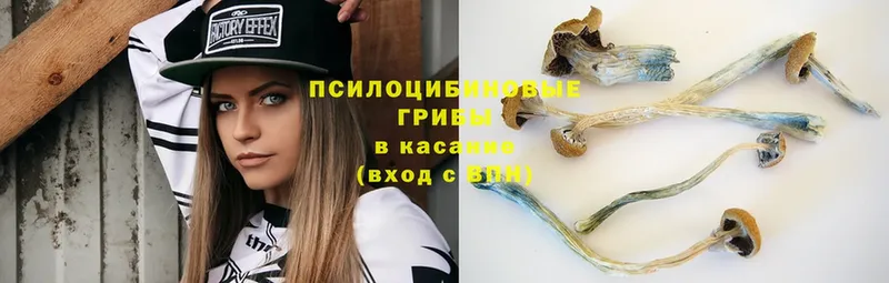 Галлюциногенные грибы Cubensis  Зарайск 